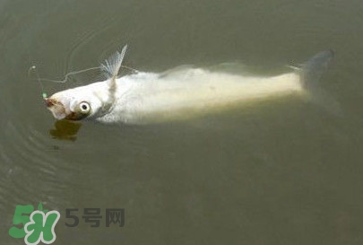 翹嘴魚怎么做好吃？翹嘴魚的做法