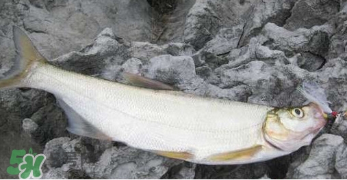 翹嘴魚是什么魚？翹嘴魚是淡水魚嗎
