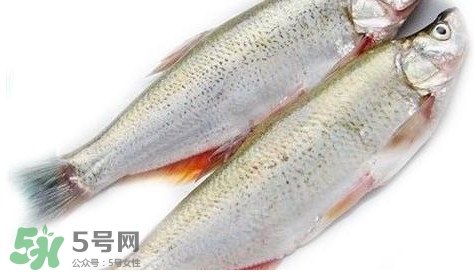 白條魚能長多大？白條魚可以長多大？