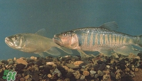 馬口魚是海魚嗎？馬口魚是什么魚