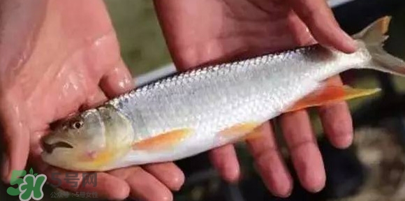 馬口魚(yú)能長(zhǎng)多大？馬口魚(yú)最大能長(zhǎng)多長(zhǎng)？