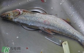 翹殼是什么魚？翹殼魚多少錢一斤2017？
