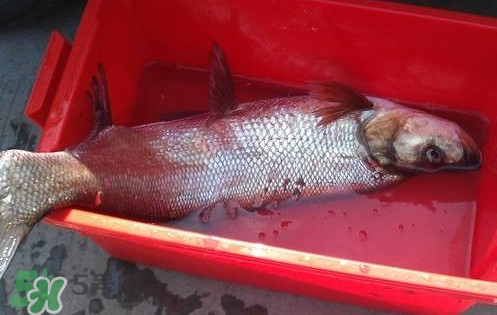翹殼魚怎么做好吃？翹殼魚刺多嗎