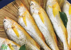 小黃魚長大后會不會變成大黃魚？