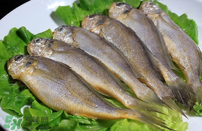 小黃魚長大后會不會變成大黃魚？