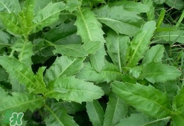 刺兒菜是蒲公英嗎？刺兒菜和蒲公英的區(qū)別