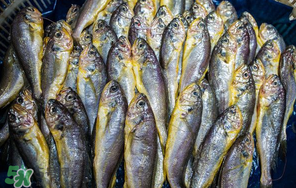 小黃魚多少錢一斤？野生小黃魚多少錢一斤？