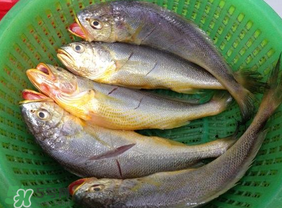 小黃魚可以養(yǎng)殖嗎？小黃魚能人工養(yǎng)殖嗎？