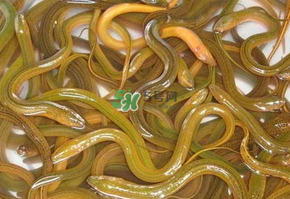 鱔魚可以養(yǎng)多久？鱔魚怎么養(yǎng)？