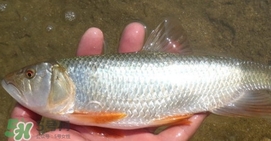 馬口魚喜歡吃什么？馬口魚一般生長在什么地方