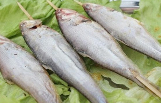 釣馬口魚用什么餌料？釣馬口魚用什么打窩？
