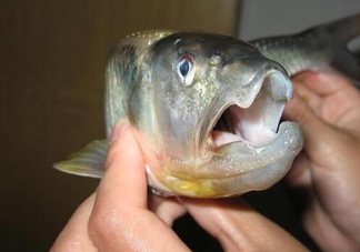 馬口魚(yú)怎么釣？馬口魚(yú)什么時(shí)候釣最好