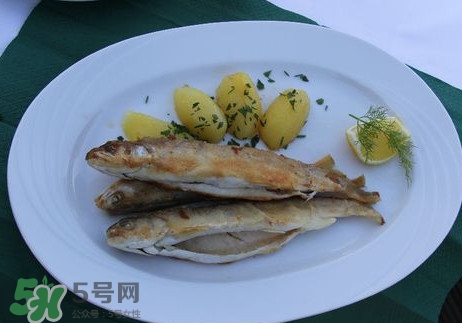 馬口魚(yú)能長(zhǎng)多大？馬口魚(yú)最大能長(zhǎng)多長(zhǎng)？