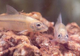 馬口魚(yú)能養(yǎng)殖嗎？馬口魚(yú)怎么養(yǎng)？