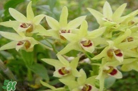 鐵皮石斛花多少錢(qián)一斤2017？石斛花多少錢(qián)一斤