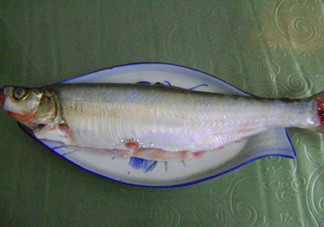 釣翹嘴魚用什么餌料好？翹嘴魚什么時候好釣