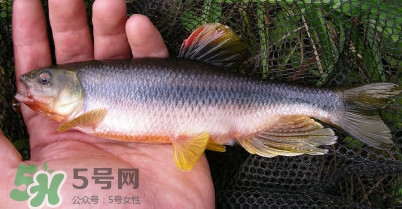 馬口魚多少錢一斤2017？野生馬口魚多少錢一斤？