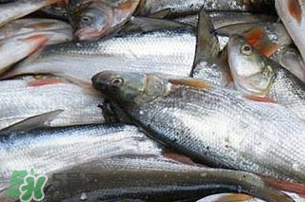 馬口魚怎么釣？馬口魚什么時候釣最好