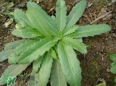刺兒菜是蒲公英嗎？刺兒菜和蒲公英的區(qū)別