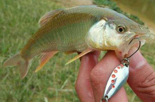 釣馬口魚用什么餌料？釣馬口魚用什么打窩？