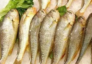小黃魚可以養(yǎng)殖嗎？小黃魚能人工養(yǎng)殖嗎？