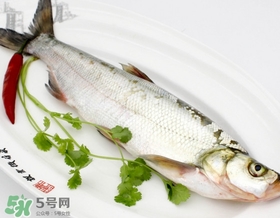 白條魚能長多大？白條魚可以長多大？