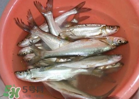 翹殼是什么魚？翹殼魚多少錢一斤2017？