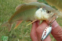 馬口魚(yú)怎么吃？馬口魚(yú)怎么做好吃？