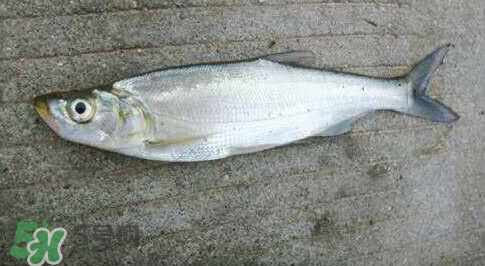 釣翹嘴魚用什么餌料好？翹嘴魚什么時(shí)候好釣