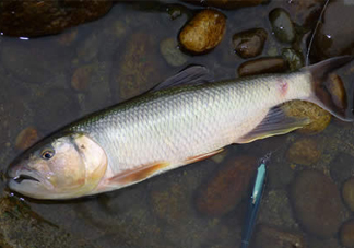 馬口魚(yú)多少錢(qián)一斤2017？野生馬口魚(yú)多少錢(qián)一斤？