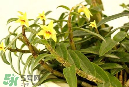 鐵皮石斛花多少錢(qián)一斤2017？石斛花多少錢(qián)一斤