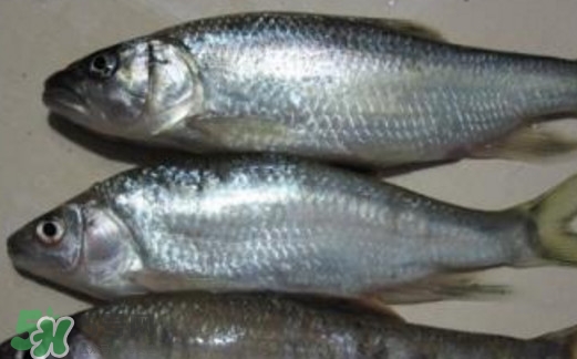 馬口魚喜歡吃什么？馬口魚一般生長在什么地方