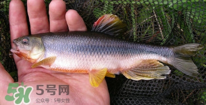 馬口魚(yú)能長(zhǎng)多大？馬口魚(yú)最大能長(zhǎng)多長(zhǎng)？