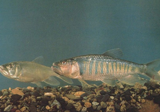 馬口魚(yú)是海魚(yú)嗎？馬口魚(yú)是什么魚(yú)