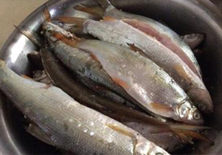 孕婦可以吃白條魚嗎？白條魚孕婦能吃嗎？
