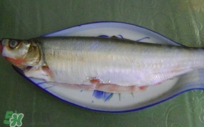 翹嘴魚怎么做好吃？翹嘴魚的做法