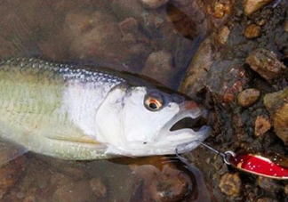 釣馬口魚(yú)用什么餌料？釣馬口魚(yú)用什么打窩？