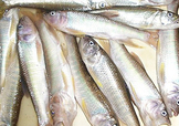 馬口魚(yú)怎么吃？馬口魚(yú)怎么做好吃？