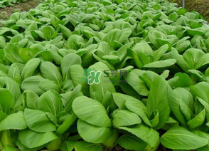 7月份種什么蔬菜？七月份適合種植哪些蔬菜？