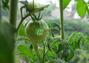 7月份種什么蔬菜？七月份適合種植哪些蔬菜？