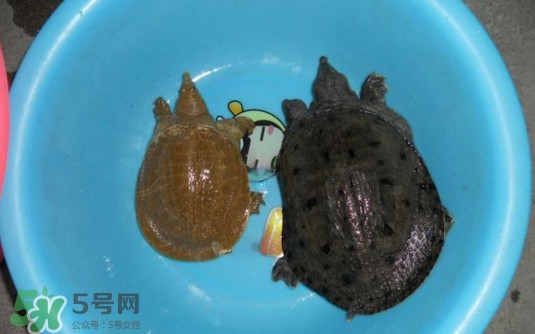 如何區(qū)分野生甲魚？野生甲魚辨識圖片