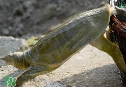 如何區(qū)分野生甲魚？野生甲魚辨識圖片