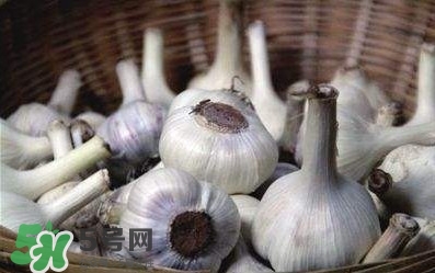 新蒜頭怎么保存不發(fā)芽？新蒜頭怎么存放