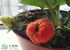 6月份可以種草莓嗎？草莓6月份可以種植嗎？