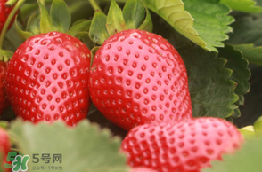 6月份可以種草莓嗎？草莓6月份可以種植嗎？
