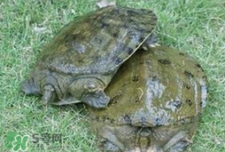 野生甲魚怎么養(yǎng)？野生甲魚如何養(yǎng)