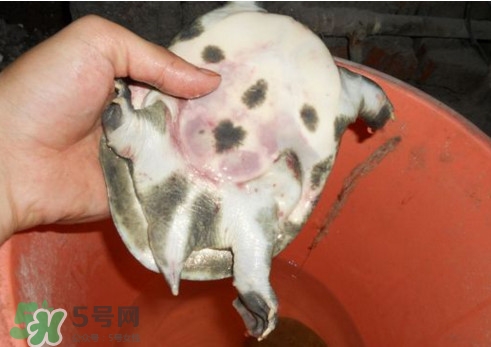 如何區(qū)分野生甲魚？野生甲魚辨識圖片