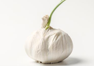 新蒜頭怎么保存不發(fā)芽？新蒜頭怎么存放