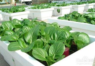 7月份種什么蔬菜？七月份適合種植哪些蔬菜？
