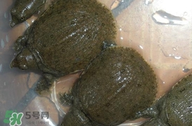 野生甲魚吃什么？野生甲魚幾年可以長5斤？